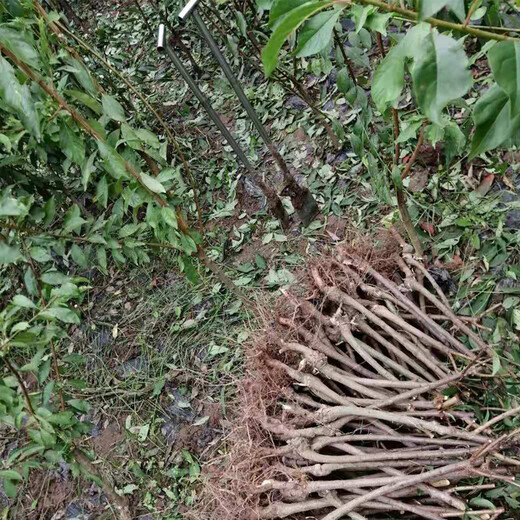 达州开江县早熟五月脆李苗修枝技术,达州开江县早熟五月脆李苗新品种价格