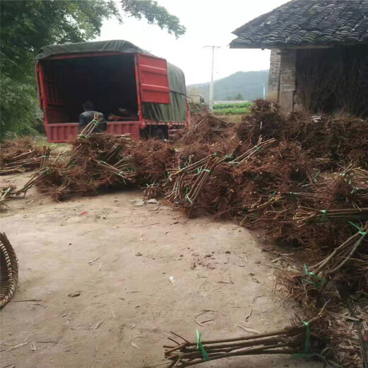 湖北天门市脆红李子树苗批发多少钱_湖北天门市脆红李子树苗果实大肉厚