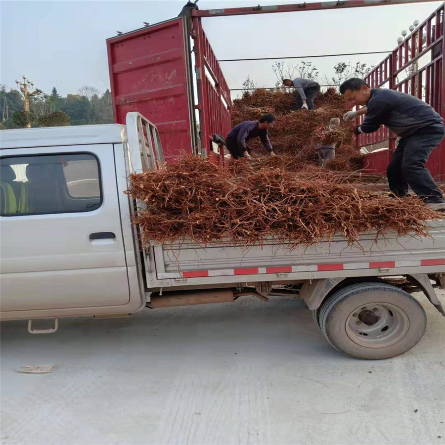 重庆云阳县脆红李树苗丰产后冬剪_重庆云阳县脆红李树苗施基肥重要性