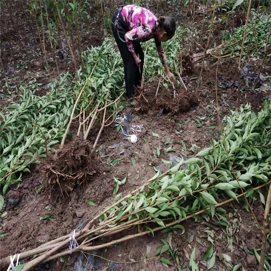 绵阳游仙区脆红李子树苗全程栽培技术服务_绵阳游仙区脆红李子树苗合理修剪