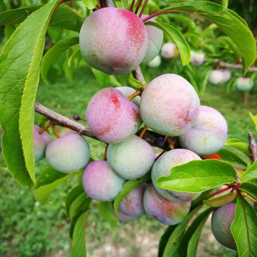 毕节赫章红脆李子树苗品种_毕节赫章红脆李子树苗品种