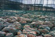 三门峡水库改建镀锌丝固滨笼优质石笼网箱安平鑫隆石笼网低价直销