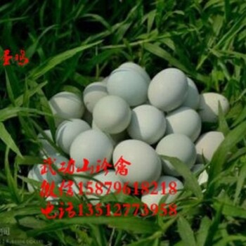 怀宁县纯种绿壳蛋鸡苗哪里可以买到