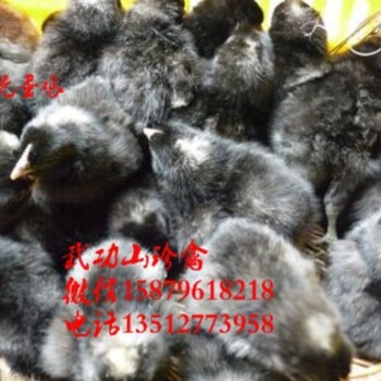 襄城县纯种绿壳蛋鸡苗菜市场批发价格