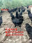 汤阴县纯种绿壳蛋鸡苗绿壳率图片4