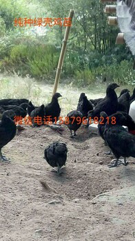 益阳纯种绿壳蛋鸡苗菜市场批发价格