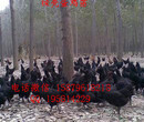 邵东县纯种绿壳蛋鸡苗哪里可以买到图片