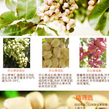 原味开心果休闲零食开心果自然开口开心果图片