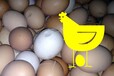 蛋壳薄蛋壳薄怎么办蛋壳薄饲料添加剂