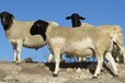 青年架子牛育肥飼料添加劑,養殖高檔肉牛羊必備飼料添加劑