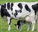 降低奶牛体细胞的药物_降低奶牛体细胞的产品图片