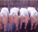 猪用益生菌_母猪用的益生菌_仔猪用益生菌_优质育肥猪用益生菌图片