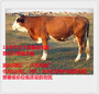 牛用益生菌催肥效果好丨肉牛后期快速催肥饲料添加剂