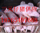 出售10-60斤三元仔猪图片