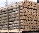 天津进口木材清关俄罗斯原木