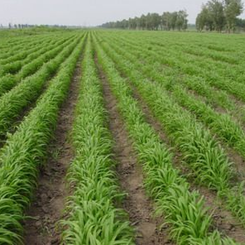 喂牛羊牧草墨西哥玉米優(yōu)12甜象草新型皇竹草還能喂豬