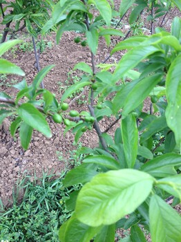重慶脆紅李子苗，重慶李子苗栽植要點，重慶李子苗種植行株距