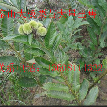 板栗苗的栽植與管理培養(yǎng)，如何選擇的板栗苗
