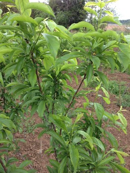 仁化嫁接李子樹(shù)苗，良種李子樹(shù)苗，汶川青脆李培育，青脆李品種介紹