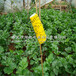供應雙面黃色粘蟲板誘蟲板黃板籃板果蔬花卉大棚均可用