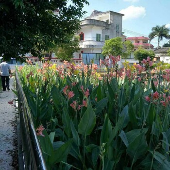 深圳供应人工湿地污水处理成套设备污水设备处理