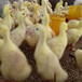 孟津鹅苗孵化厂，孟津鹅苗价格，孟津鹅苗批发，孟津成鹅回收