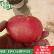 高钙苹果苗价格高钙红肉苹果苗价格
