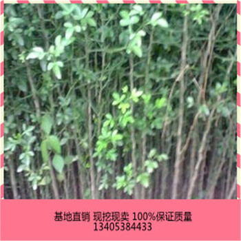 0.4公分枳殼苗批發(fā)價(jià)格0.4公分枳殼苗基地供應(yīng)單價(jià)