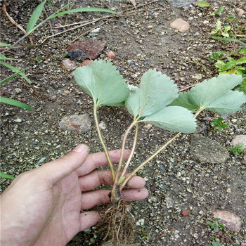 章姬草莓苗色泽鲜艳价格甜宝草莓苗价格合理