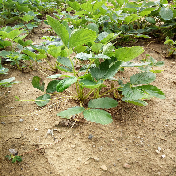 三叶一芯草莓苗新甜宝草莓苗批量报价