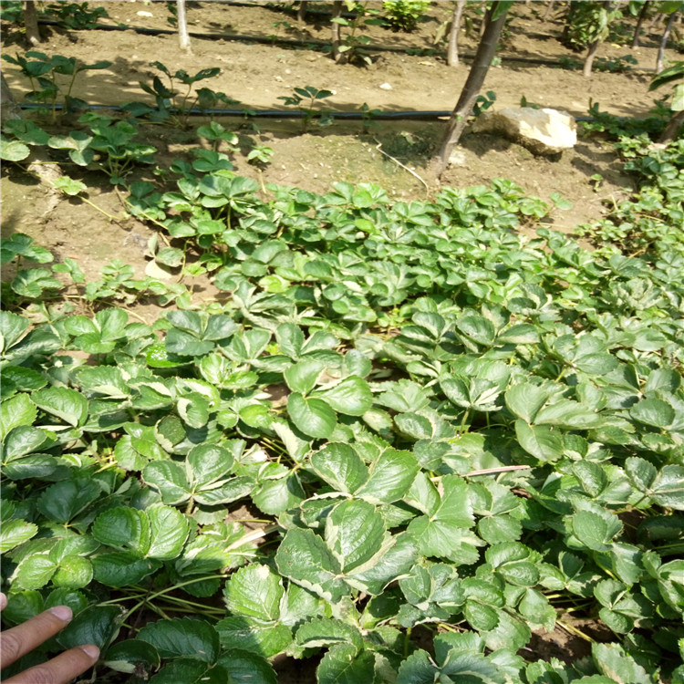 妙香草莓苗供应价格全草莓苗脱毒苗