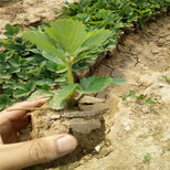 奶油草莓苗供应价格奶油草莓苗脱毒苗图片3