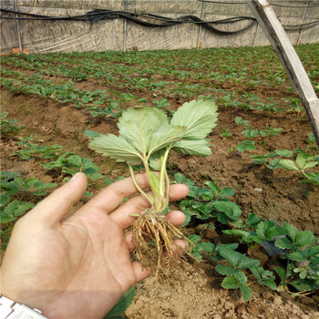 妙香草莓苗2018年报价牛奶草莓苗卖多少钱