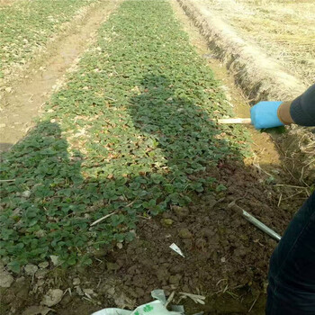 九香草莓苗色泽鲜艳价格红颜草莓苗价格哪里便宜