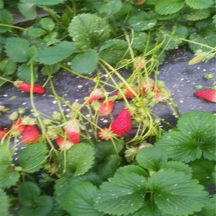 红颜草莓苗供应价格四季草莓苗报价多少