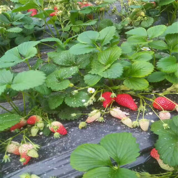 菠萝草莓苗价格四季草莓苗报价多少