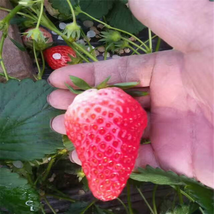 脱毒九香草莓苗菠萝草莓苗卖多少钱当年挂果