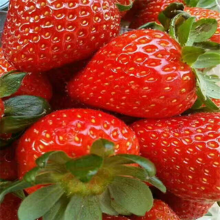 红颜草莓苗2018年报价全草莓苗卖多少钱