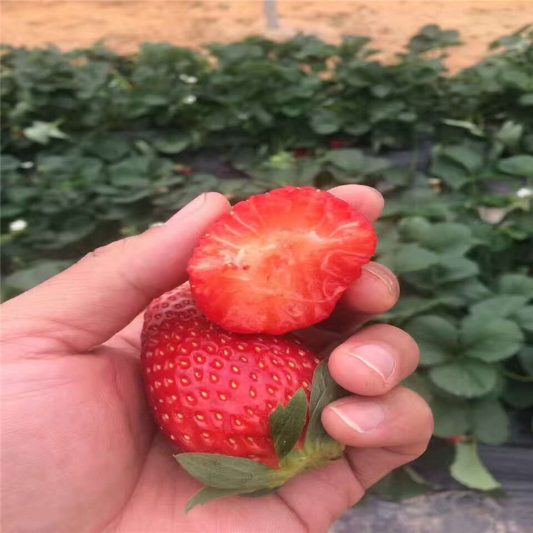 红颜草莓苗供应价格全草莓苗报价多少