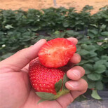 九香草莓苗色泽鲜艳价格妙香草莓苗报价多少图片3