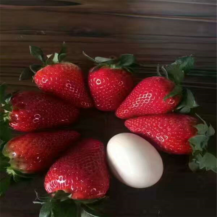 九香草莓苗色泽鲜艳价格妙香草莓苗报价多少