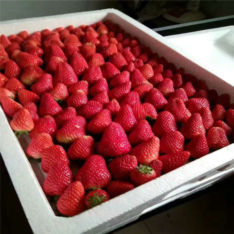 甜宝草莓苗2018年报价全草莓苗价格哪里便宜