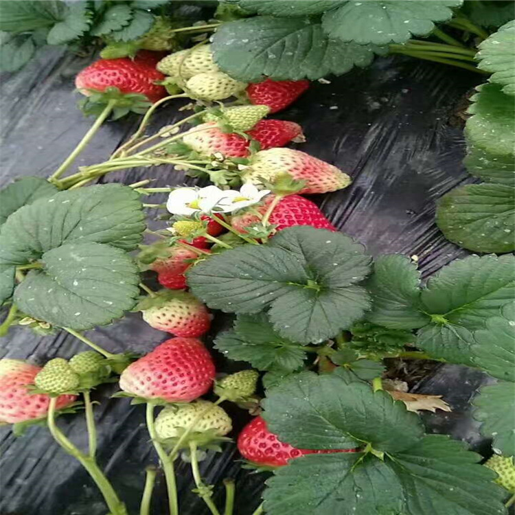 奶油草莓苗果实健壮甜宝草莓苗卖多少钱