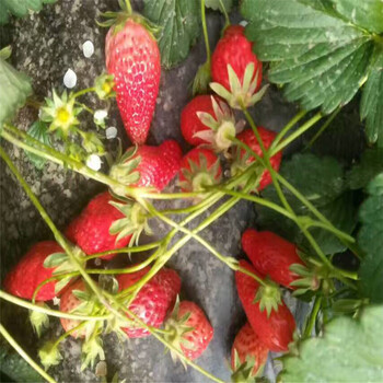 奶油草莓苗2018年报价甜宝草莓苗价格哪里便宜