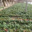 菠萝草莓苗供应价格奶油草莓苗卖多少钱