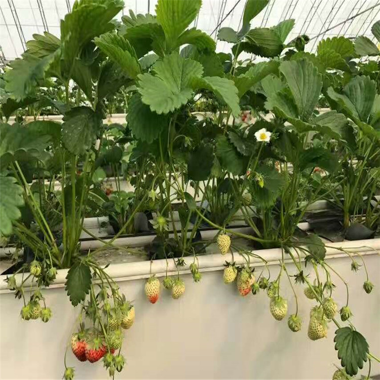 奶油草莓苗2018年报价甜宝草莓苗卖多少钱
