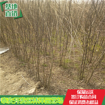 云南香椒花椒苗脫毒苗