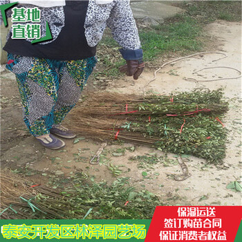 四川花椒苗起批價格獅子頭花椒苗畝產(chǎn)多少斤