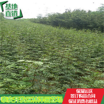 云南紅花椒苗賣多少錢當(dāng)年掛果