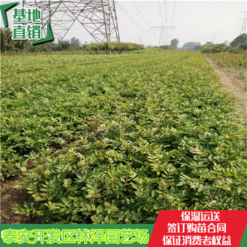 80公分高花椒苗價(jià)格獅子頭花椒苗價(jià)格合理